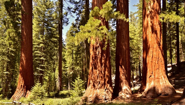 Grand Sequoia national park